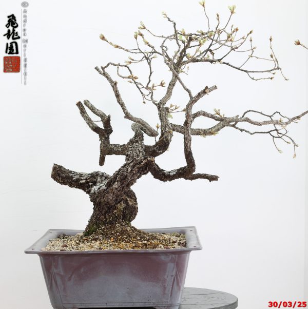 Quercus pubescens - immagine 13
