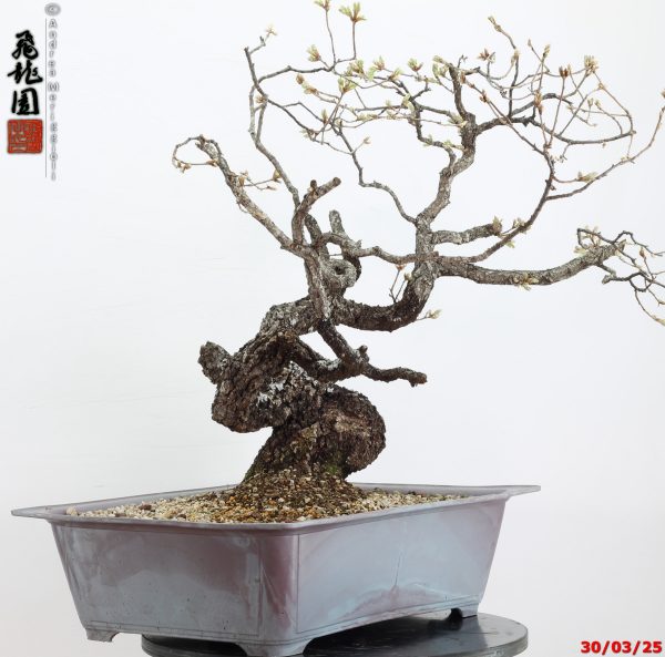 Quercus pubescens - immagine 14