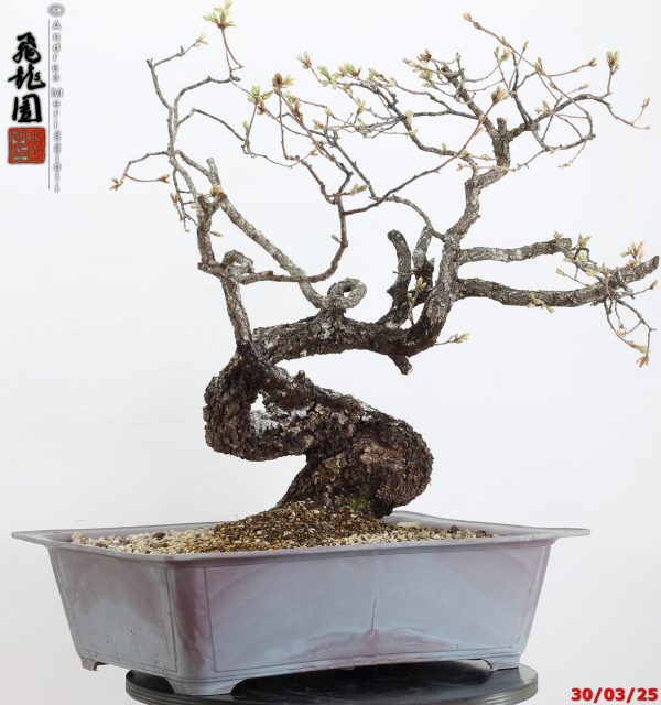 Quercus pubescens - immagine 15