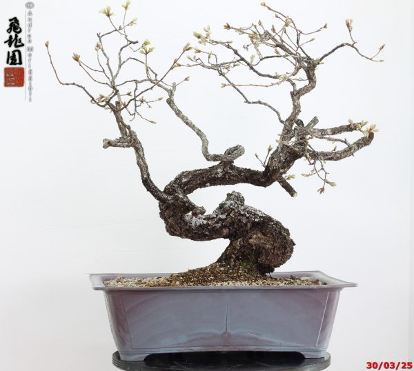 Quercus pubescens - immagine 16