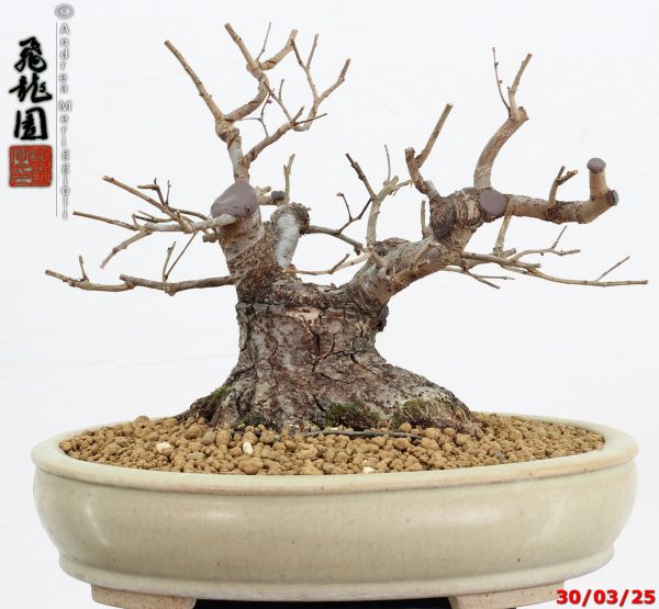 Zelkova parvifolia shohin