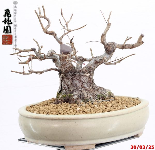 Zelkova parvifolia shohin - immagine 2