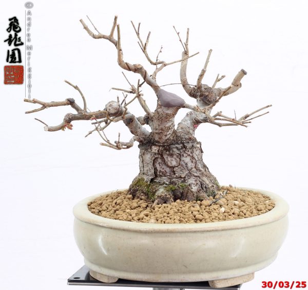 Zelkova parvifolia shohin - immagine 3