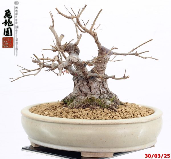 Zelkova parvifolia shohin - immagine 4