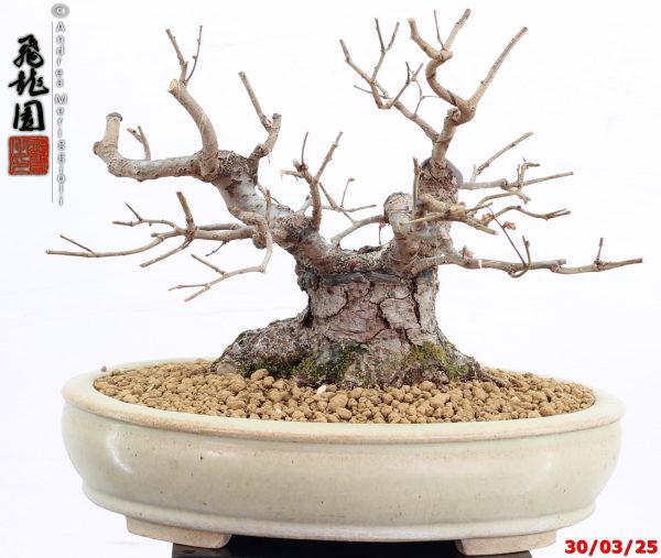 Zelkova parvifolia shohin - immagine 5