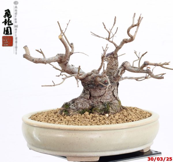 Zelkova parvifolia shohin - immagine 6