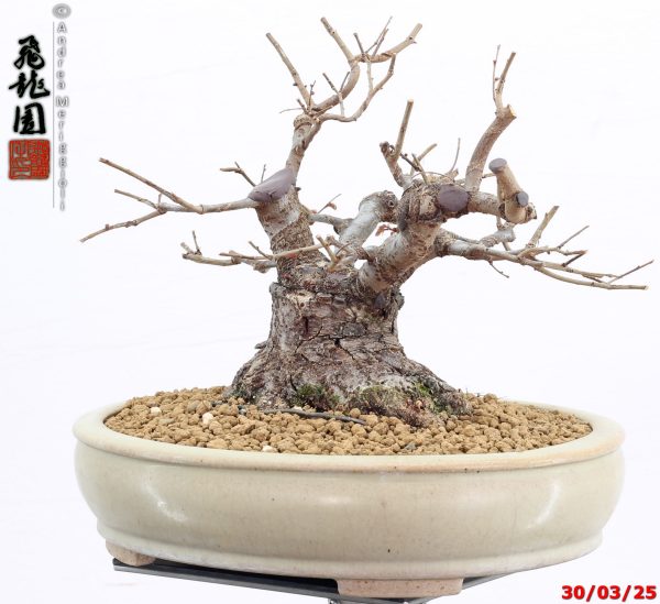 Zelkova parvifolia shohin - immagine 8