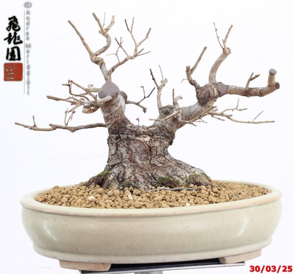 Zelkova parvifolia shohin - immagine 9