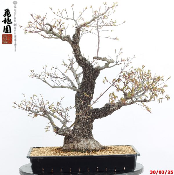 Acer palmatum arakawa
