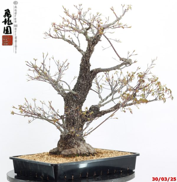 Acer palmatum arakawa - immagine 2