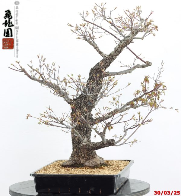 Acer palmatum arakawa - immagine 3