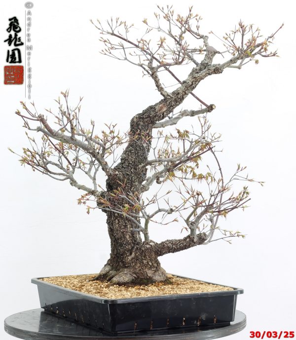 Acer palmatum arakawa - immagine 4