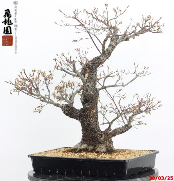 Acer palmatum arakawa - immagine 5