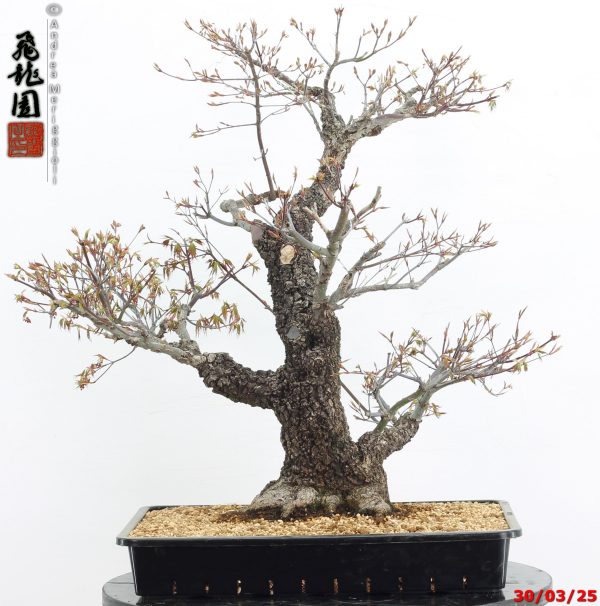 Acer palmatum arakawa - immagine 6