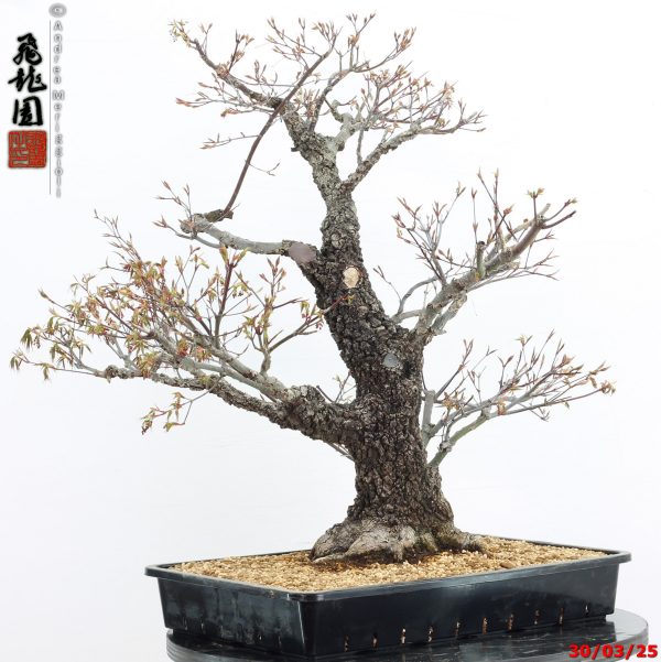 Acer palmatum arakawa - immagine 7