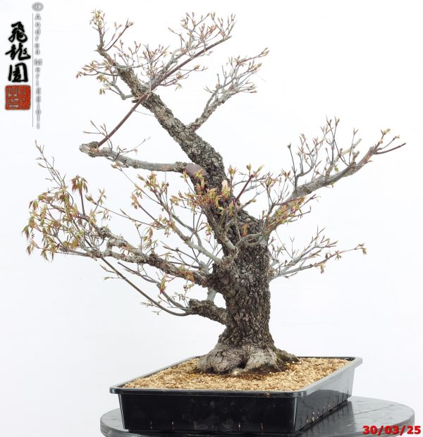 Acer palmatum arakawa - immagine 8