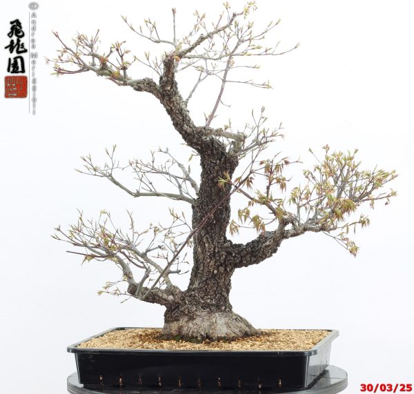 Acer palmatum arakawa - immagine 10