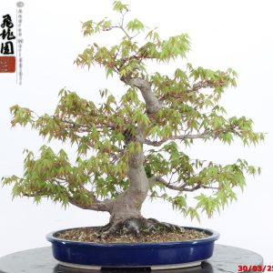 Acer palmatum