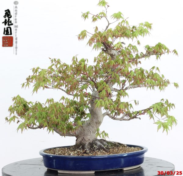 Acer palmatum - Image 2