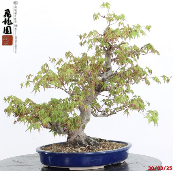 Acer palmatum - Image 3