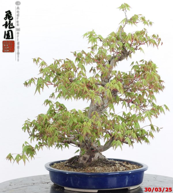 Acer palmatum - Image 4