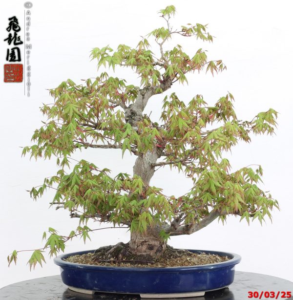 Acer palmatum - Image 5
