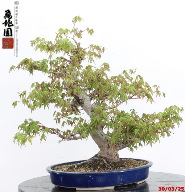 Acer palmatum - Image 7