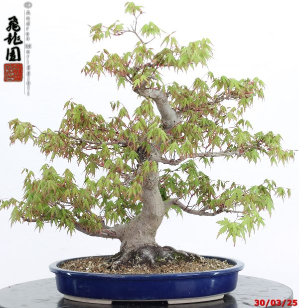 Acer palmatum - Image 10