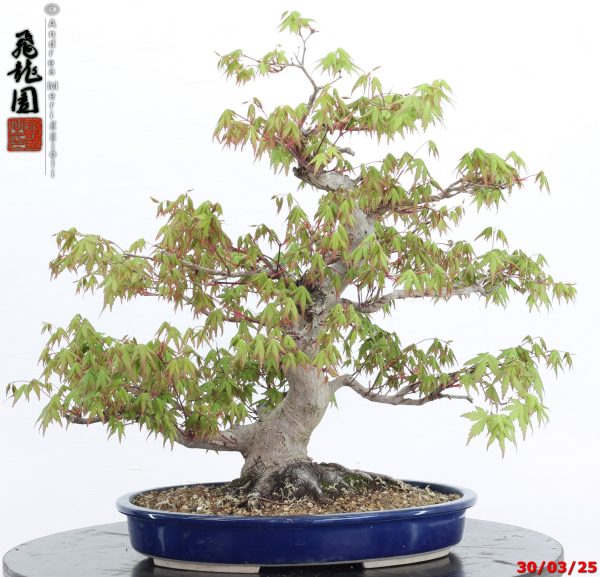 Acer palmatum - Image 11