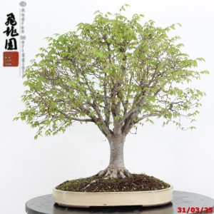Zelkova parvifolia