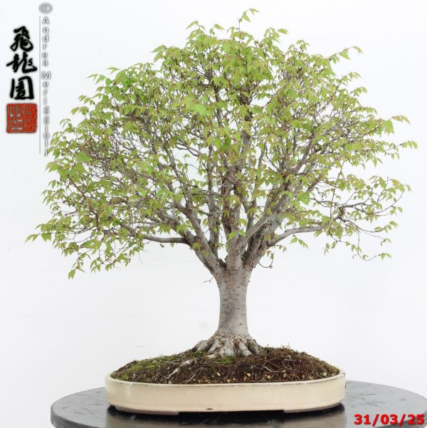 Zelkova parvifolia