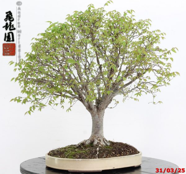 Zelkova parvifolia - immagine 2