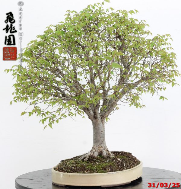 Zelkova parvifolia - immagine 3