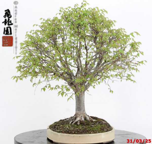 Zelkova parvifolia - immagine 4