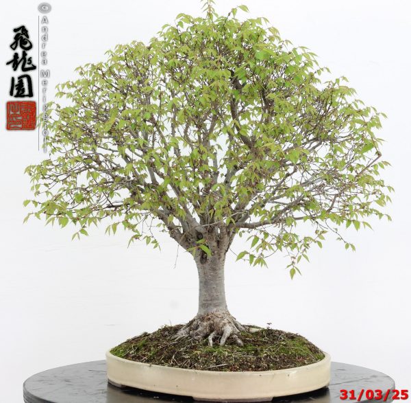 Zelkova parvifolia - immagine 5