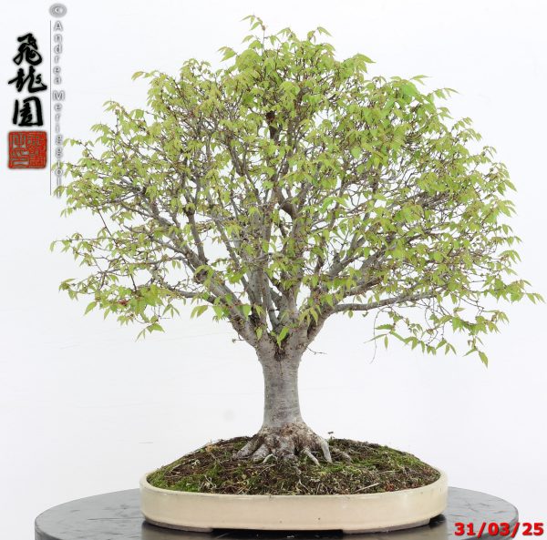 Zelkova parvifolia - immagine 6