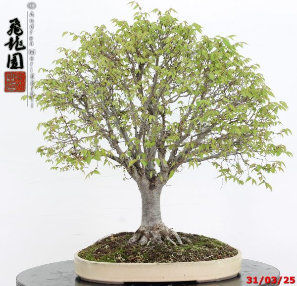 Zelkova parvifolia - immagine 7