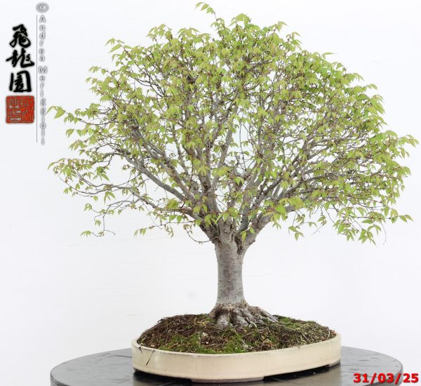 Zelkova parvifolia - immagine 8