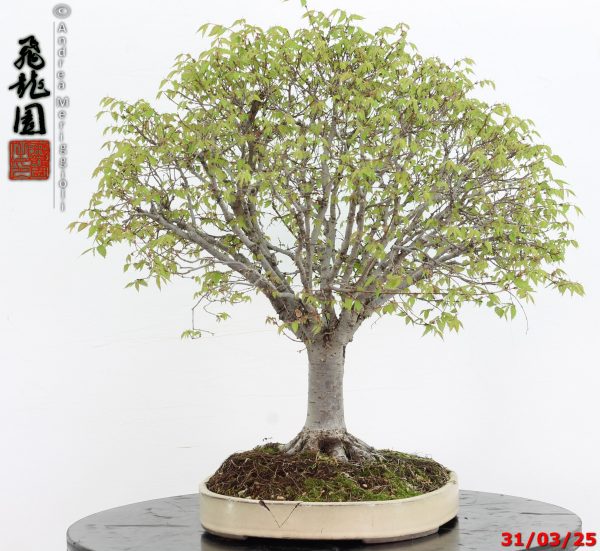 Zelkova parvifolia - immagine 9