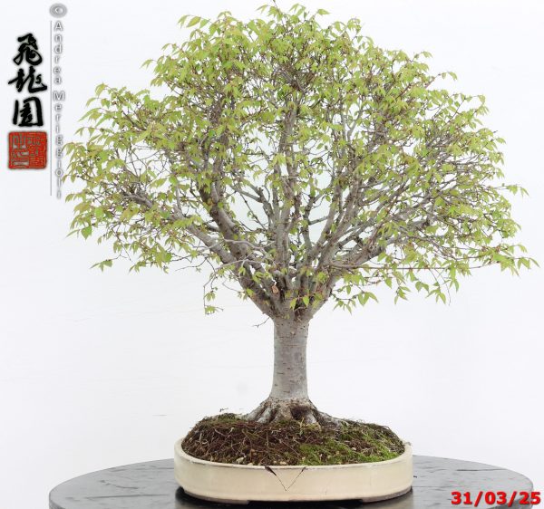 Zelkova parvifolia - immagine 10