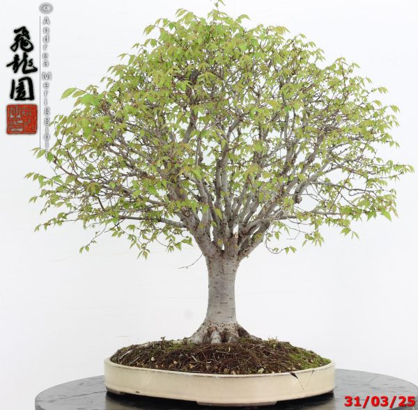 Zelkova parvifolia - immagine 11