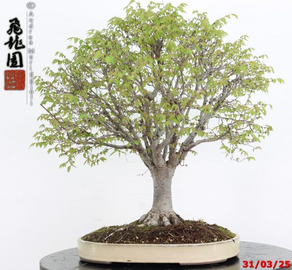 Zelkova parvifolia - immagine 12