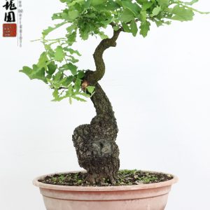 Quercus pubescens