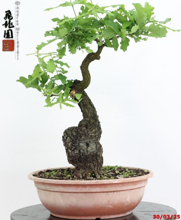 Quercus pubescens
