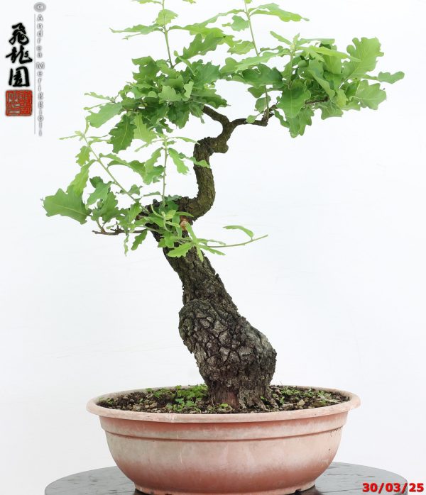 Quercus pubescens - immagine 2