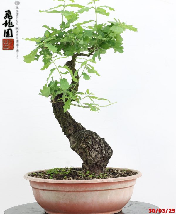 Quercus pubescens - immagine 3