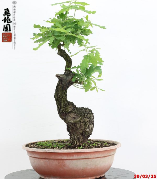 Quercus pubescens - immagine 4