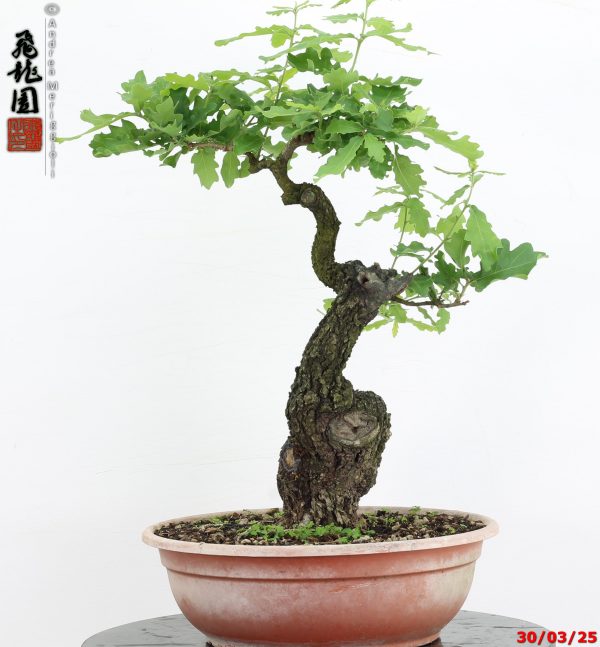 Quercus pubescens - immagine 5