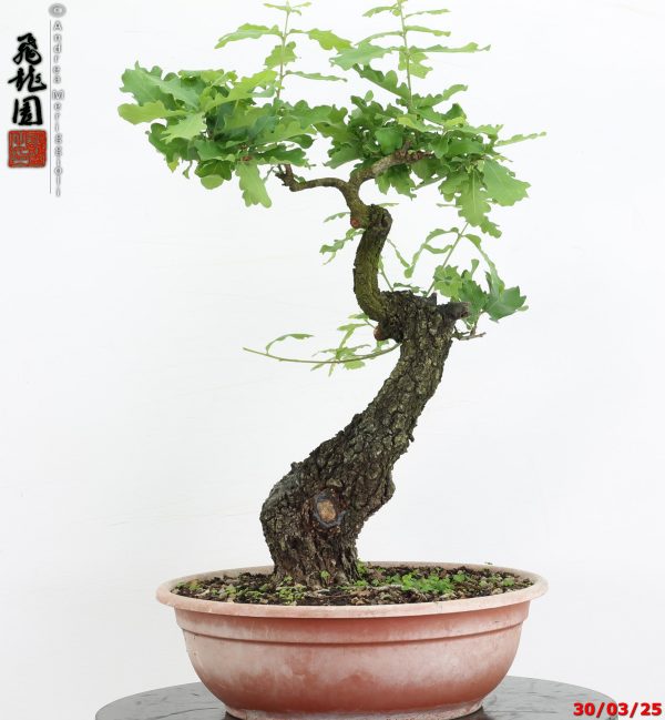 Quercus pubescens - immagine 6