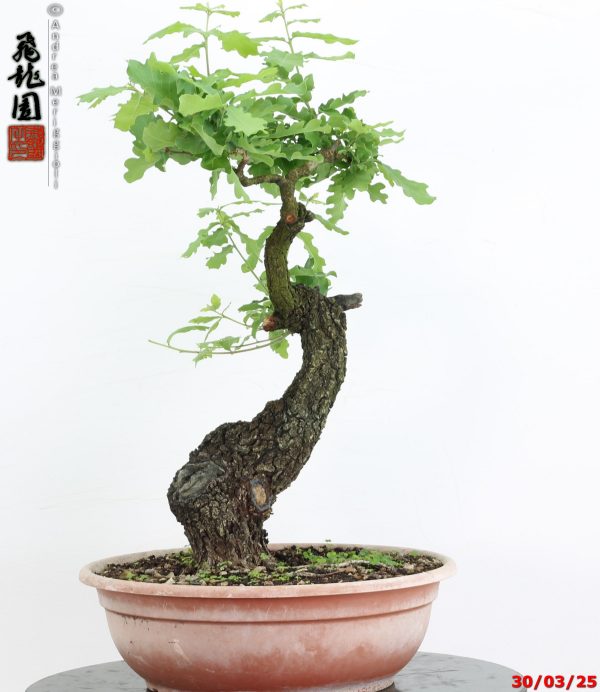 Quercus pubescens - immagine 7